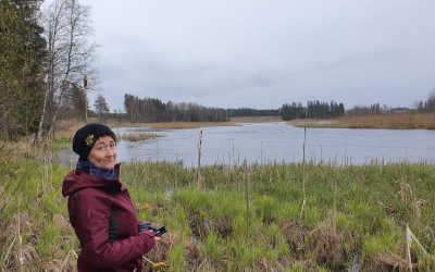 Hiitolanjoki –  Suomen merkittävin padonpurkuprojekti